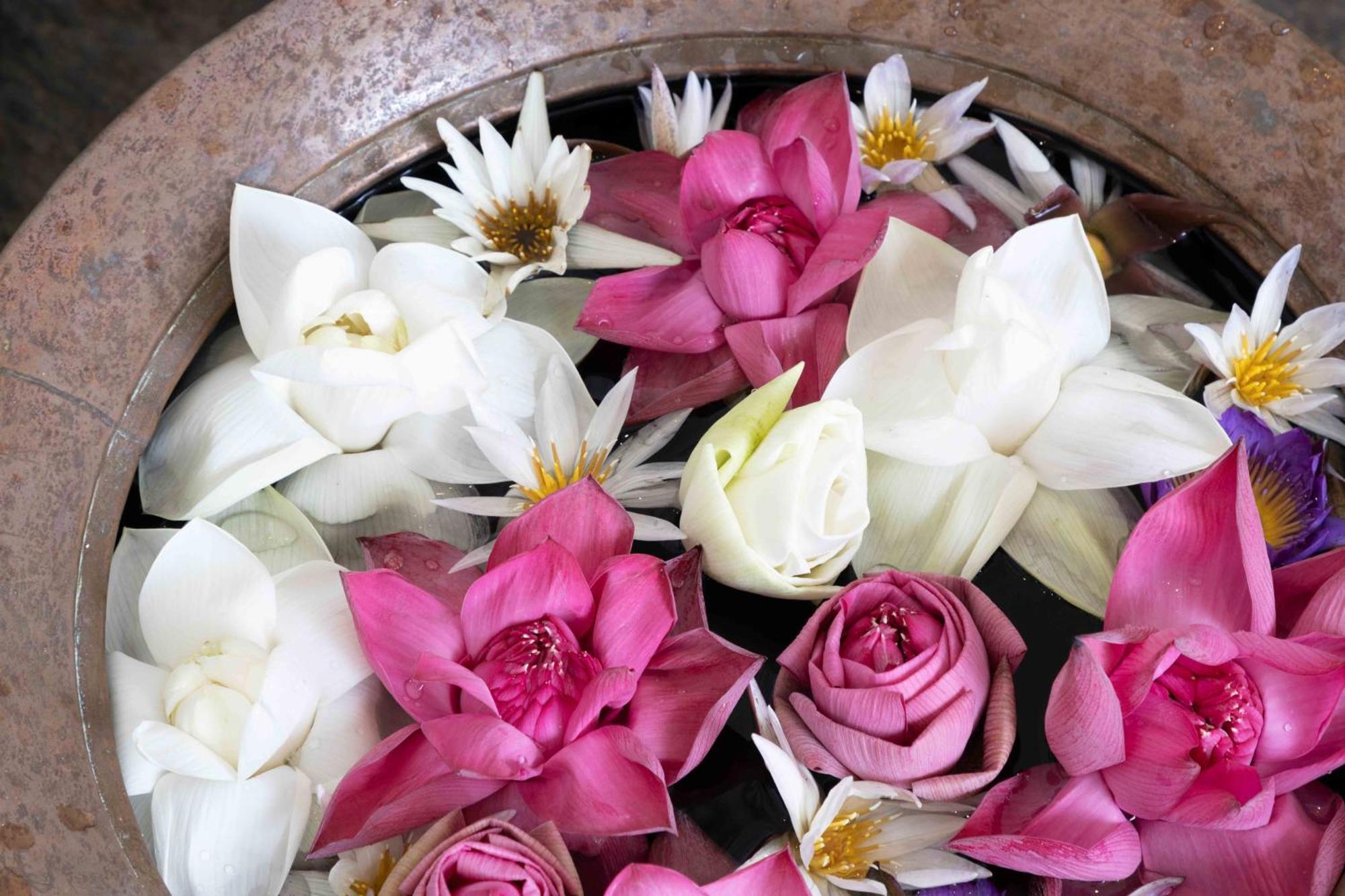Lotus Bed & Breakfast *